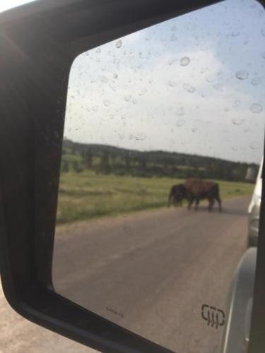 Bison on the move